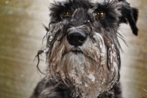 Giant Schnauzer