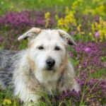 Glen of Imaal Terrier