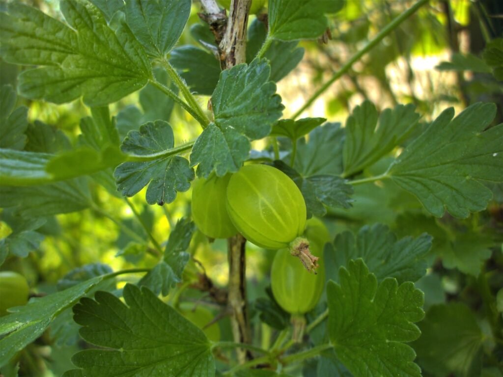 Gooseberries