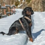 Gordon Setter