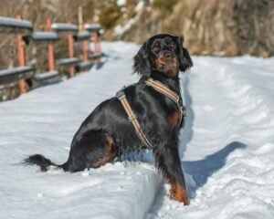 Gordon Setter