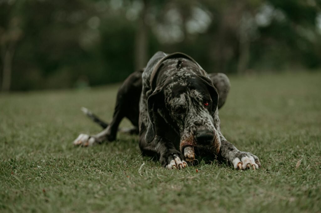 Great Dane