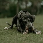 Great Dane