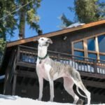 Whippet