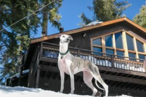 Greyhound