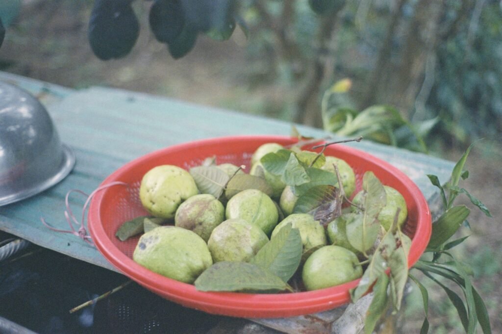 Guava