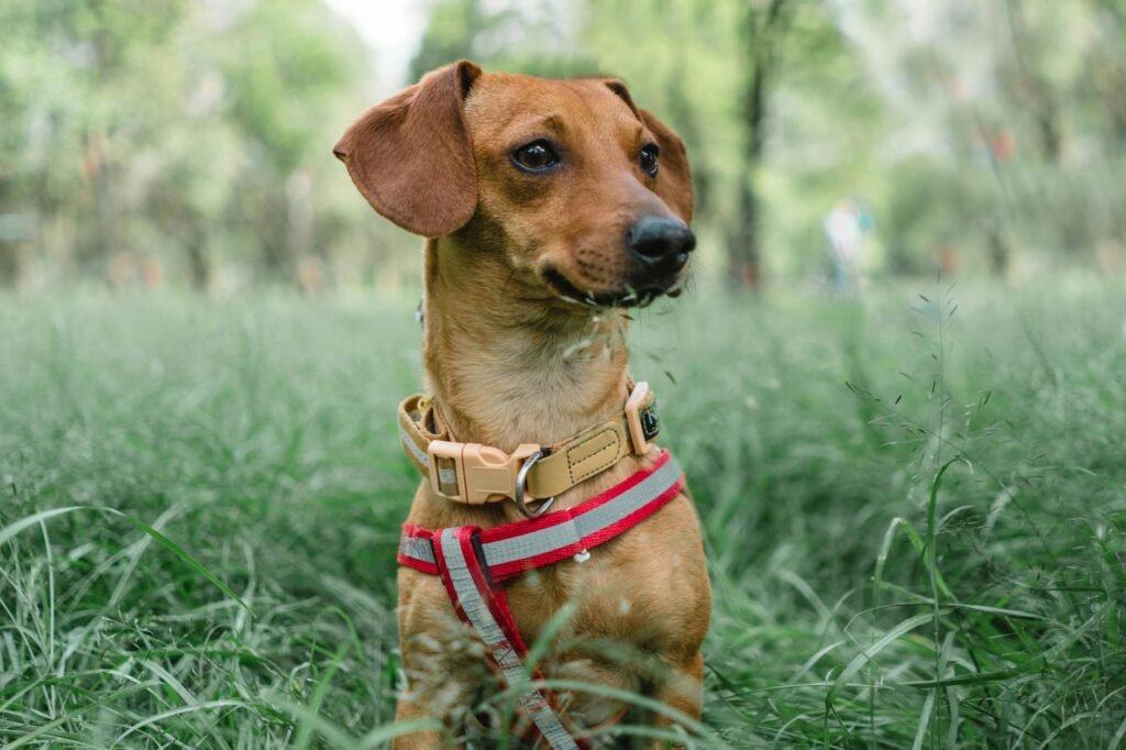 Harness & Collar Size Calculator