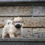 Havanese