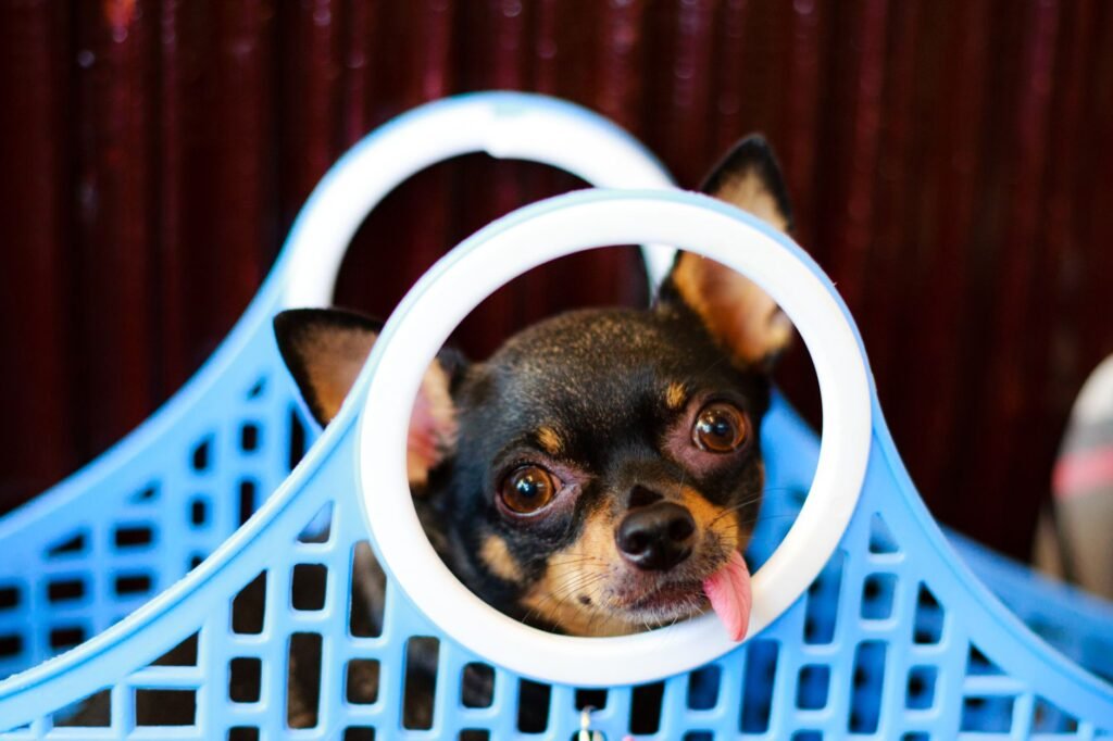 IATA Pet Carrier Size Calculator