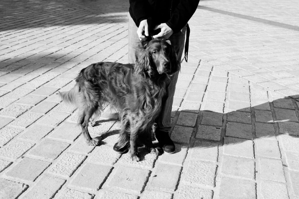 Irish Setter