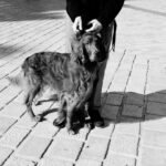 Irish Setter
