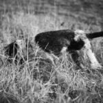 Irish Water Spaniel