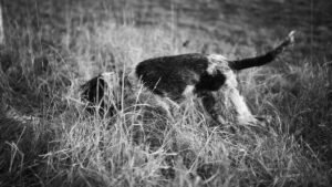 Irish Water Spaniel
