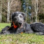 Irish Wolfhound