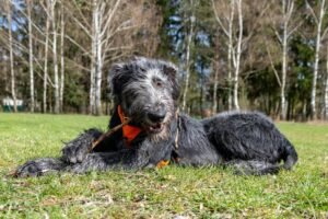 Irish Wolfhound