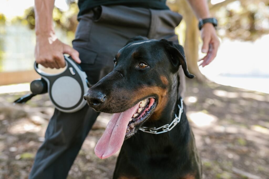 Is It Safe To Walk My Dog Now?
