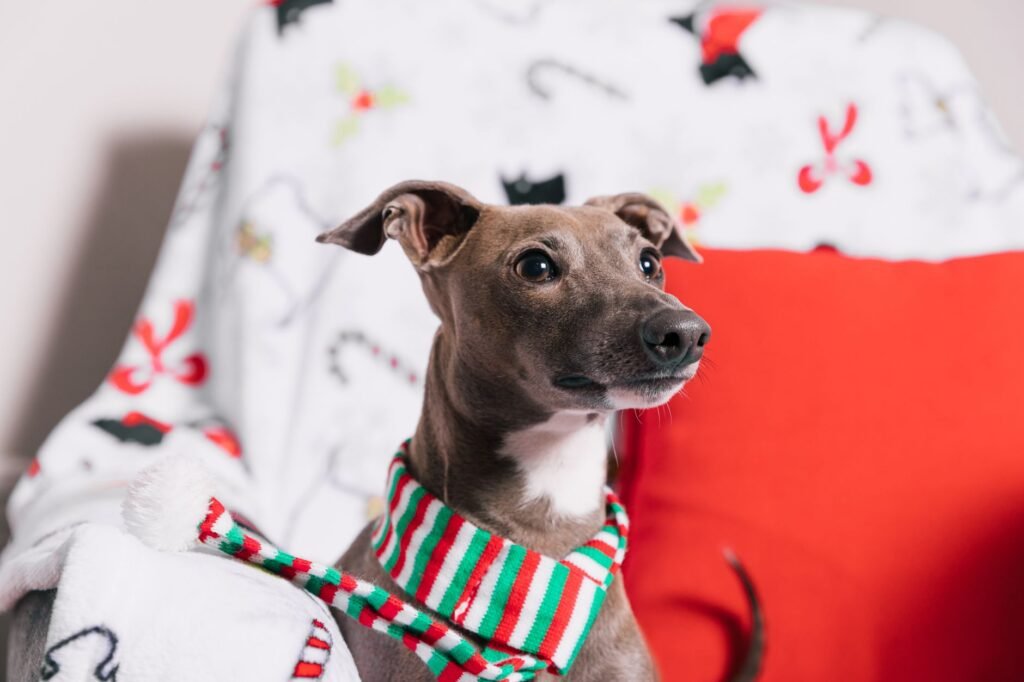 Italian Greyhound
