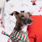 Italian Greyhound