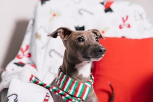 Italian Greyhound