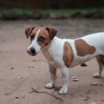 Jack Russell Terrier