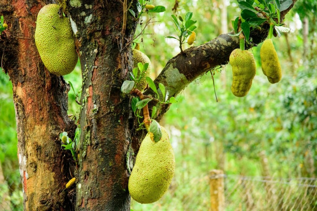 Jackfruit