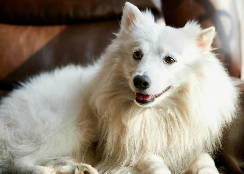 Japanese Spitz