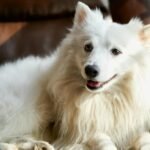 Japanese Spitz