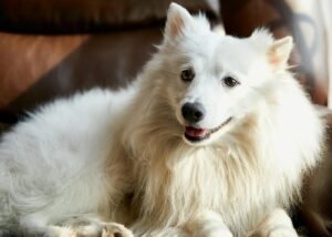 Japanese Spitz
