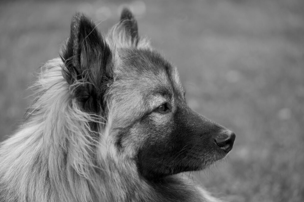 Keeshond