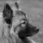 Keeshond