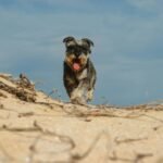 Kerry Blue Terrier