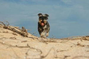 Kerry Blue Terrier