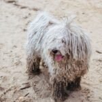 Komondor