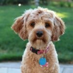 Labradoodle