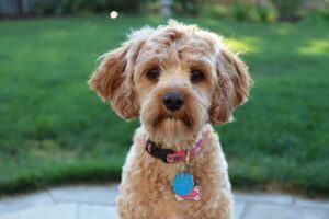 Labradoodle
