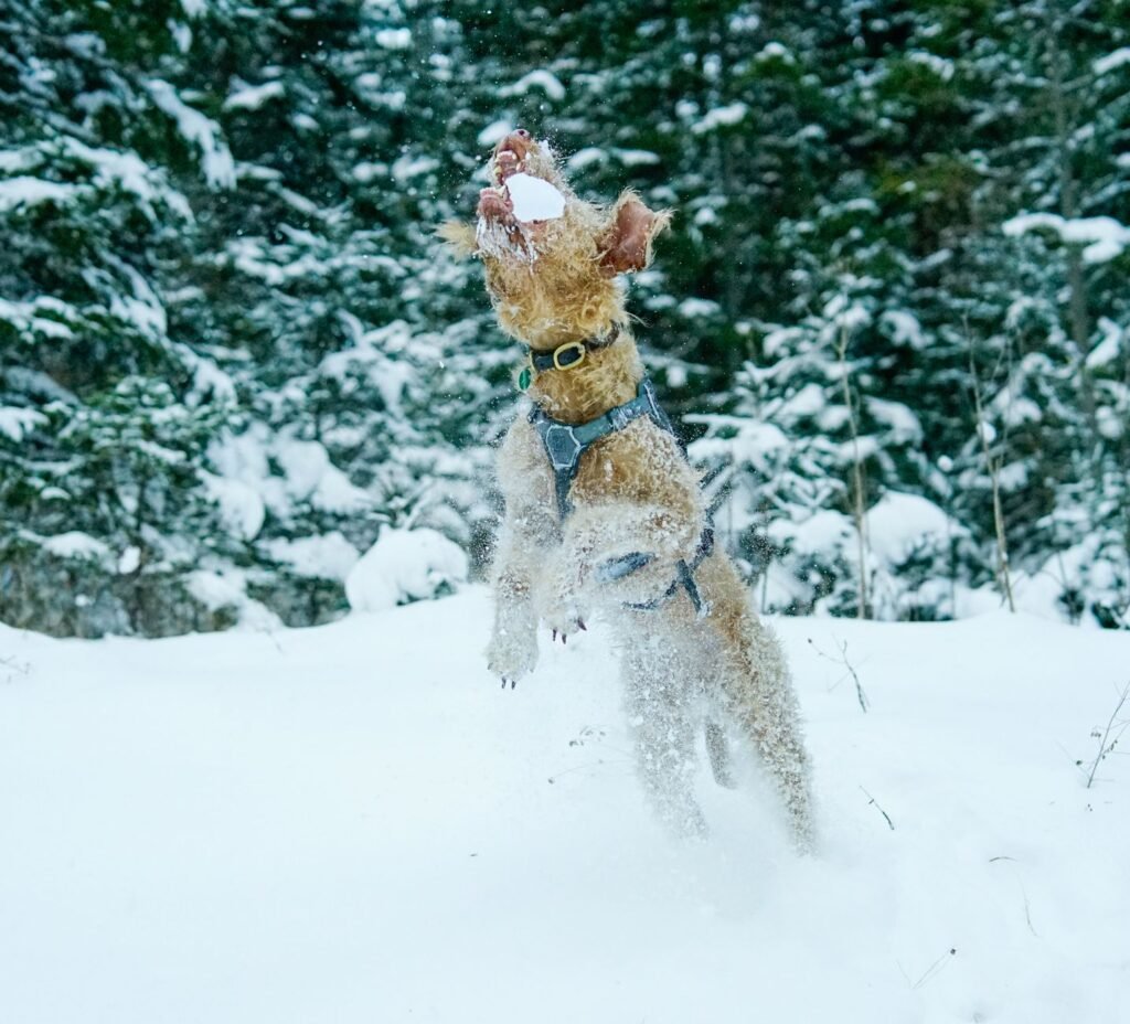 Lakeland Terrier