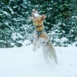 Lakeland Terrier