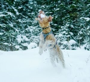 Lakeland Terrier