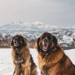 Leonberger