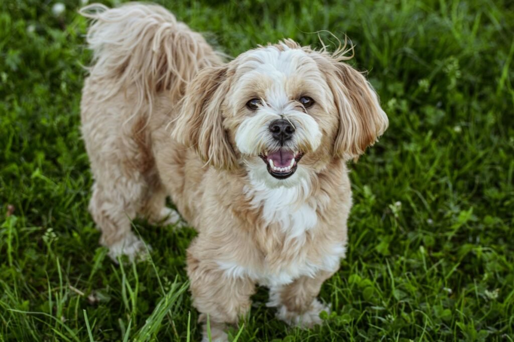 Lhasa Apso