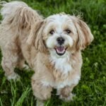 Lhasa Apso