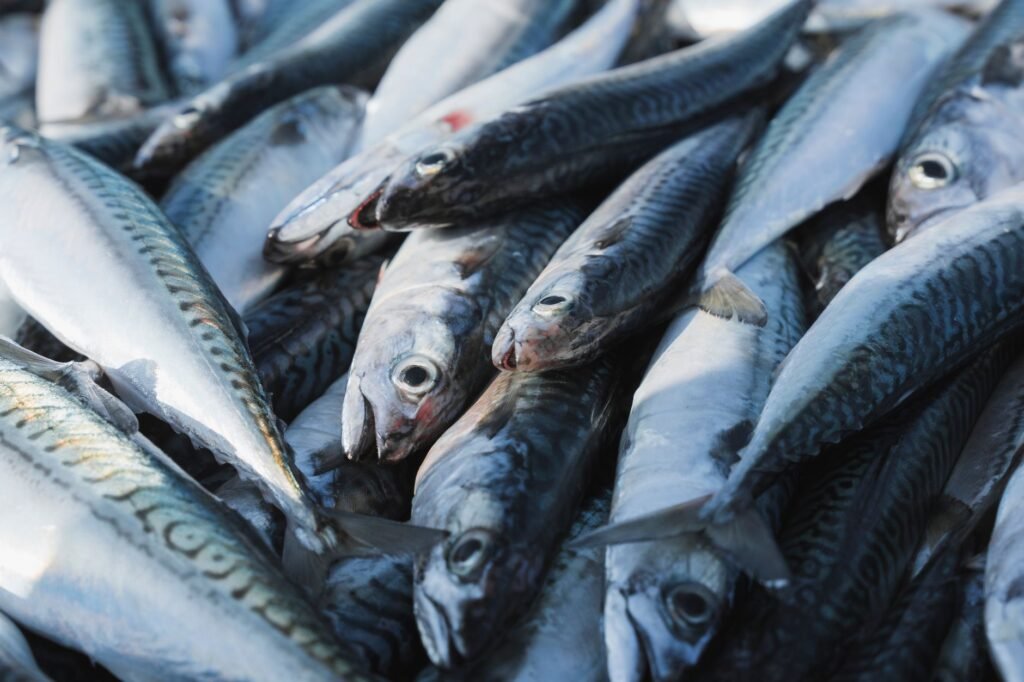 Mackerel