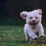 Maltese