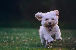 Maltese