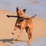Manchester Terrier