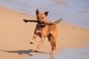 Manchester Terrier