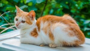 Manx