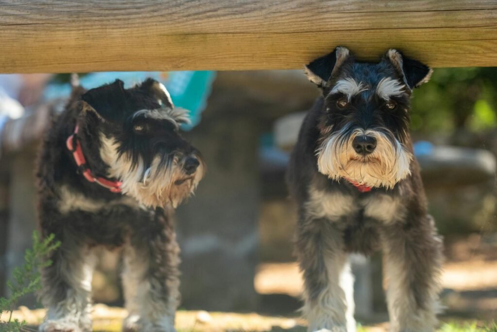 Miniature Schnauzer