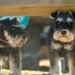 Miniature Schnauzer