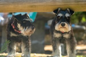 Miniature Schnauzer